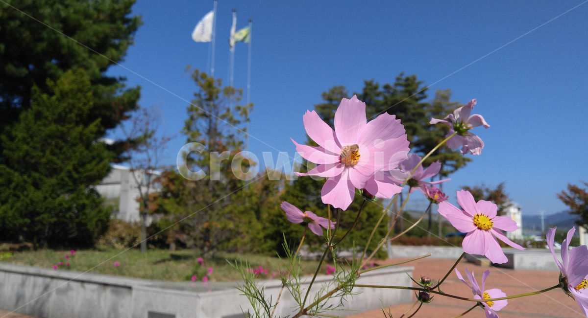 가을꽃,코스모스,들꽃,꿀벌,벌,가을,가을,계절,fall,autumn,season,식물,자연,plants,nature,꽃,flower,동물,animal,곤충,벌레,insect,bug,plant