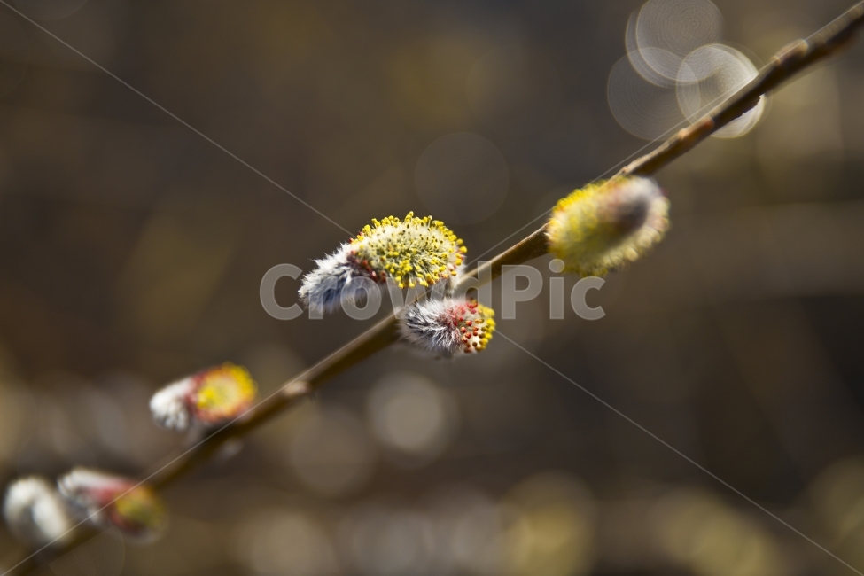 버들강아지,버들강아지꽃,꽃,자연,접사촬영,접사,봄,식물,자연,plants,nature,꽃,flower