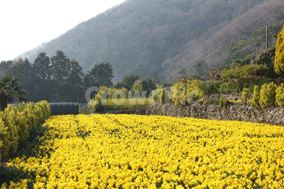 풍경,꽃,수선화,공곶이,봄,봄,계절,spring,season,시골,마을,풍경,landscape,country,rural,town,field,들,grassland,목초지,outdoors,옥외,nature,자연