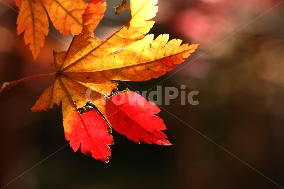 낙엽,가을,단풍,자연,leaf,plant,식물,tree,나무,야외,오후,잎,나뭇잎,산,가을,계절,fall,autumn,season,식물,자연,plants,nature