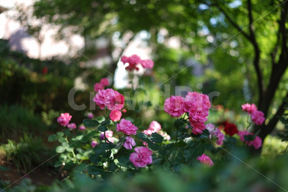 장미,분홍,분홍장미,야외,꽃,여름,초록,식물,자연,plants,nature,꽃,flower
