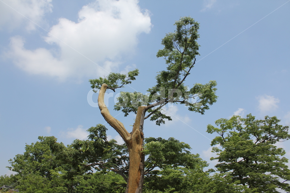 자연,하늘,나무,구름,아름다움,편안함,자연,풍경,nature,landscape,식물,plants,나무,trees,wood,tree,tree trunk,나무 줄기,plant