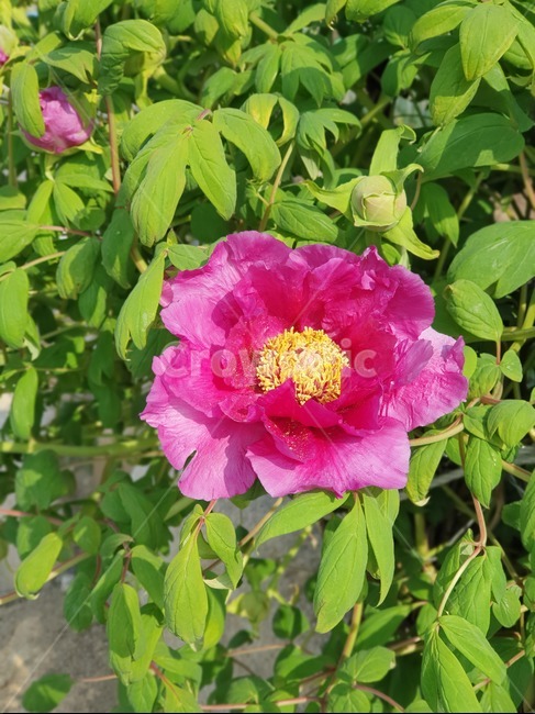 꽃,flower,peony,모란,목단