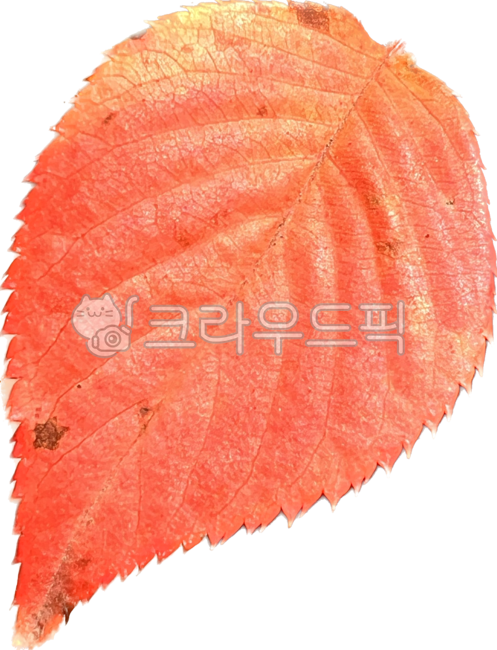 나뭇잎,낙엽,가을나뭇잎,알록달록나뭇잎,가을,autumn,fall,defoliation,autumnal,leaf,잎