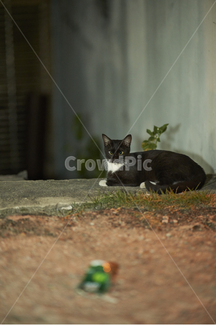 mammal,포유류,pet,animal,동물,cat,고양이,길냥이,길고양이,동물,animal,포유류,mammal,고양이,cat,kitten,kitty