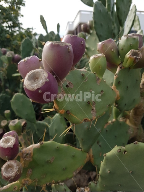 선인장,천년초,제주도,식물,열매,식물,자연,plants,nature,과일,열매,fruit