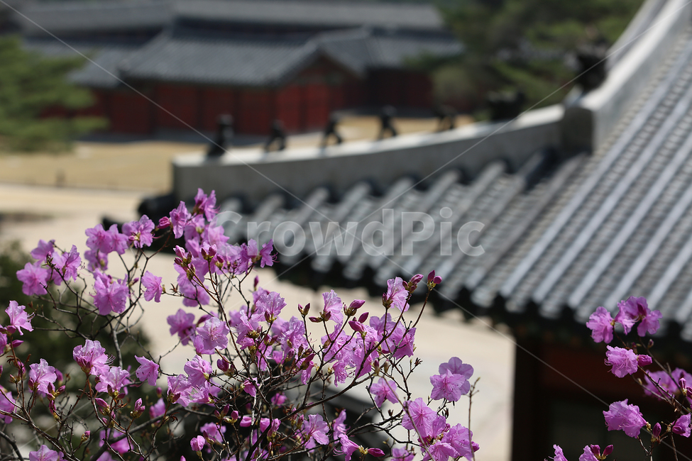 궁,봄,꽃,창경궁,palace,flower,spring,지붕,roof,봄,계절,spring,season,한국전통,한국문화,korean traditional,korean culture,식물,자연,plants,nature,꽃,flower,plant,pottery,도기류,vase,병 장식,jar,항아리,blossom