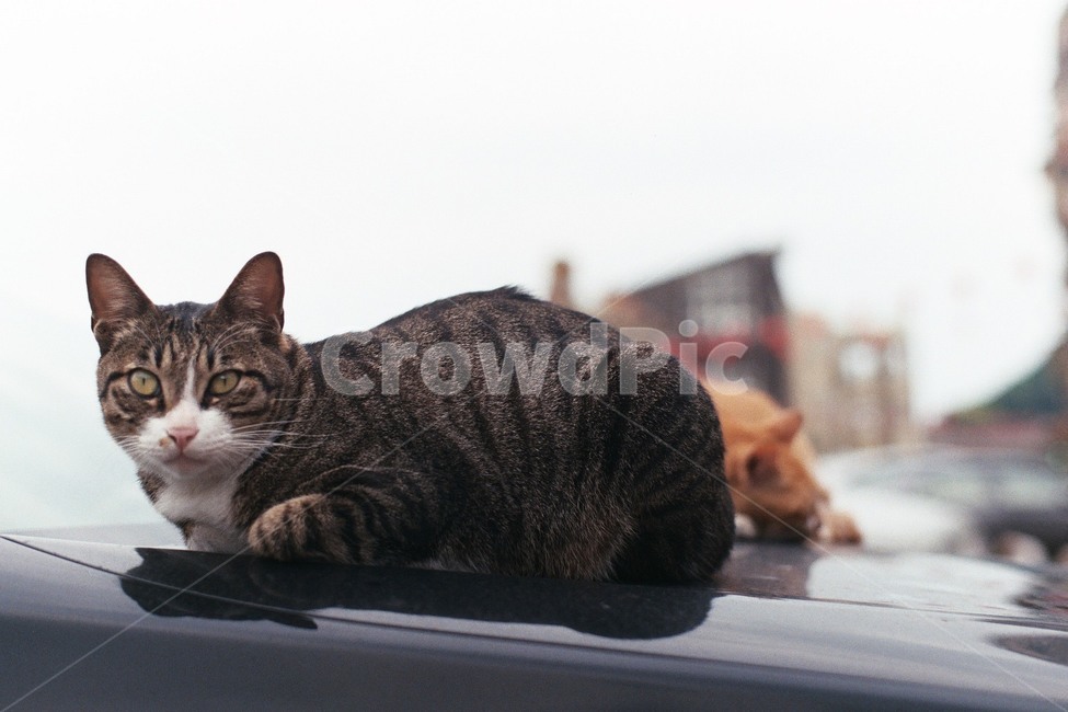 고양이,cat,길냥이,straycat,표정,expression,동물,animal,kitty,길고양이,필름,film
