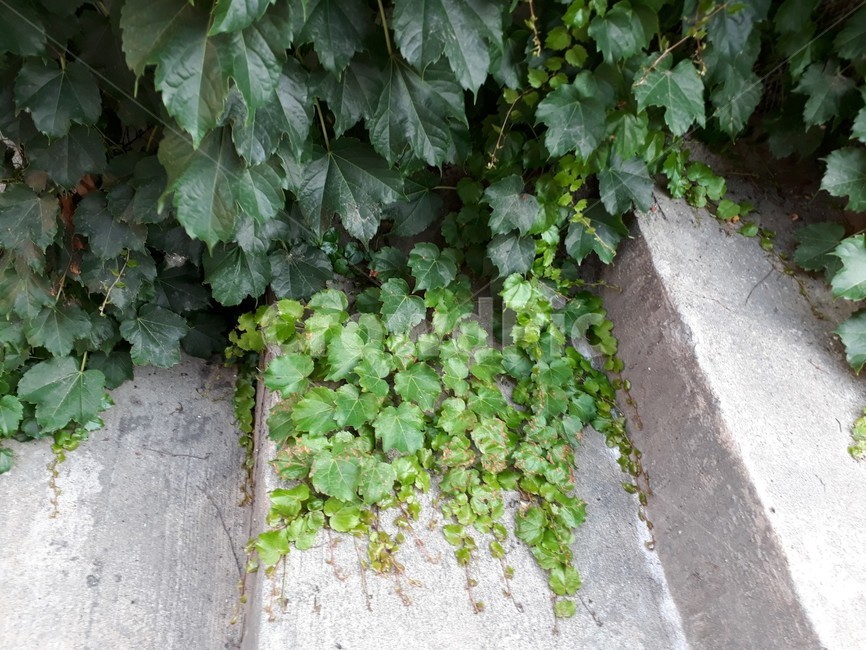 담쟁이,넝쿨,골목계단,식물,풍경,식물,자연,plants,nature