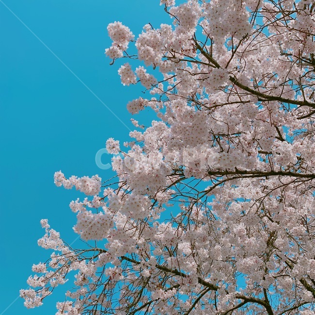 벚꽃,꽃,봄,하늘,화사