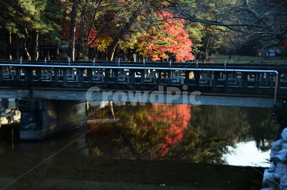 단풍,가을,가을단풍,단풍나무,나무,산,자연,fall,autumn,season,가을,계절,fall,autumn,season