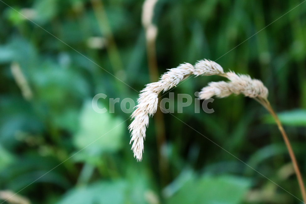 흰색풀,강아지풀,들꽃,plant,leaf