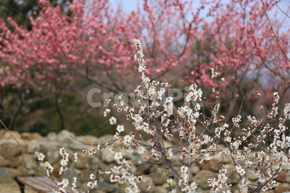 꽃,매화,식물,자연,홍매화,봄,봄,계절,spring,season,식물,자연,plants,nature,꽃,flower,plant,blossom,cherry blossom,벚꽃