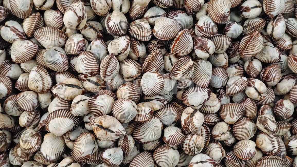 꼬막,어패류,수산물,조개,패류,살조개,해양생물,무척추동물,seashell,음식,푸드,해물,해산물,바다생물,다양한,좌판,노점,피쉬,fish,신선한,fresh,배경,바탕,백그라운드,animal,동물,어시장,수산시장,한국적,우리것,어종,수산물,해산물,fishery products,seafood