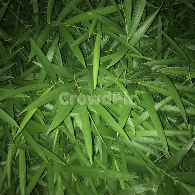 잎,이파리,초록,leaf,green