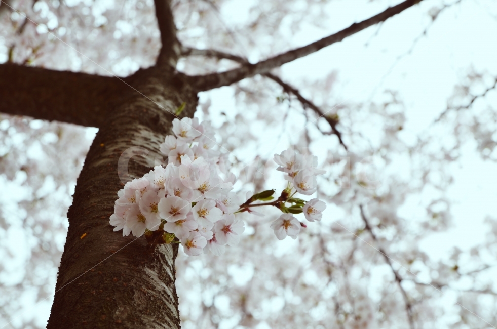 봄,벗꽃,DSLR,감성샷,따뜻함,봄,계절,spring,season,식물,자연,plants,nature,꽃,flower,나무,trees,wood,감성,sensible,feeling,plant