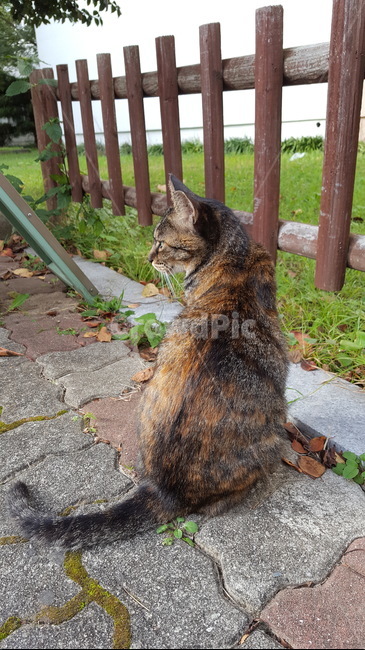 고양이,길고양이,길냥이,cat,pet,귀여움,냥이,동물,animal,포유류,mammal,고양이,cat,kitten,kitty