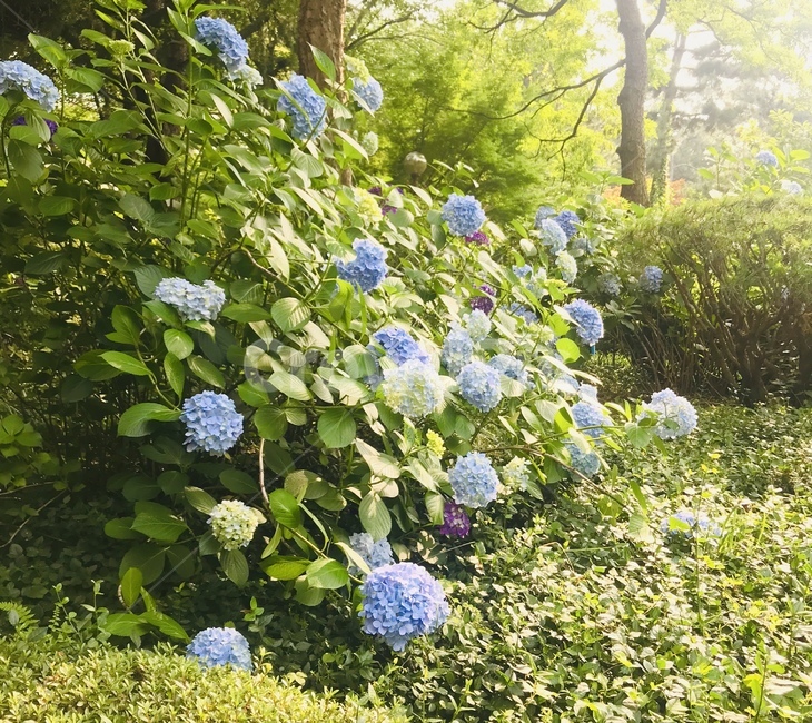 수국,꽃,꽃말,진심,숲,자연,나무