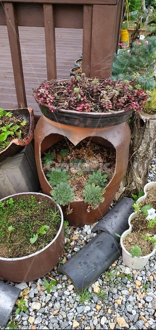pottery,도기류,plant,식물,항아리,vase,병장식,pottedplant,화분,planter,파종기,herbs,허브