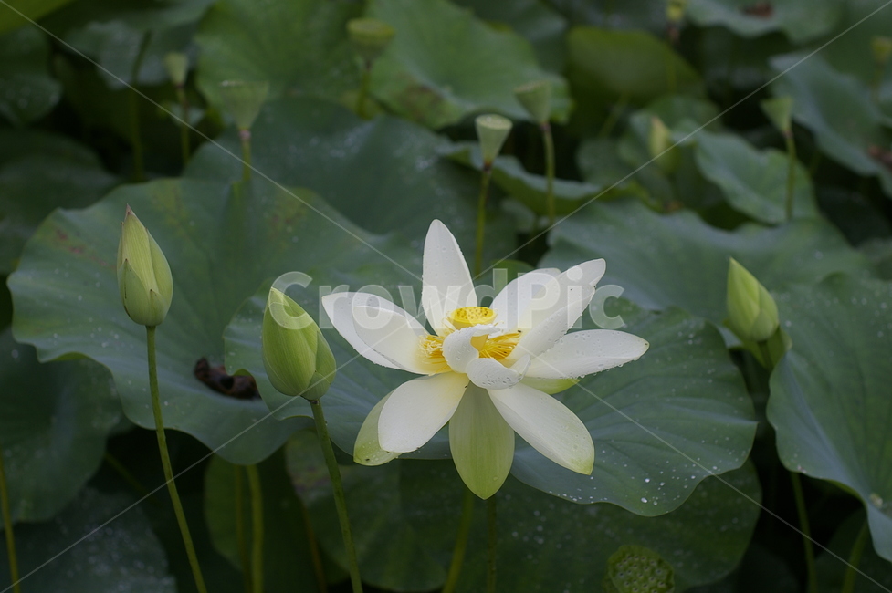연꽃,수련,불교,부처님,힌연꽃