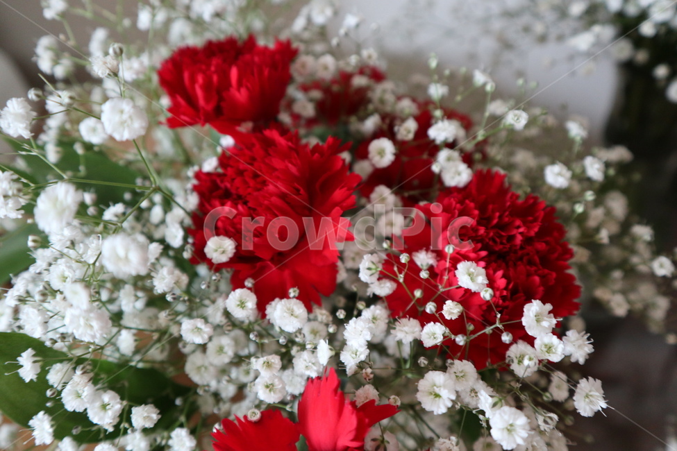 카네이션,안개꽃,꽃,flower,식물,식물,자연,plants,nature,꽃,flower