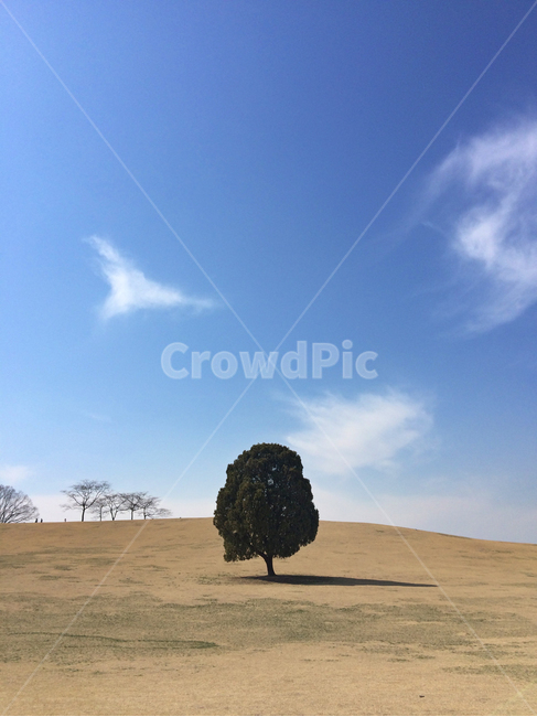 올림픽공원,공원,나무,하늘,구름,잔디,식물,식물,자연,plants,nature,나무,trees,wood