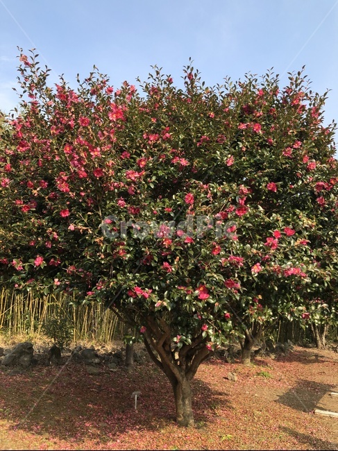 하늘,자연,풍경,꽃,동백꽃,동백,나무,동백나무,감성,식물,자연,plants,nature,꽃,flower,나무,trees,wood