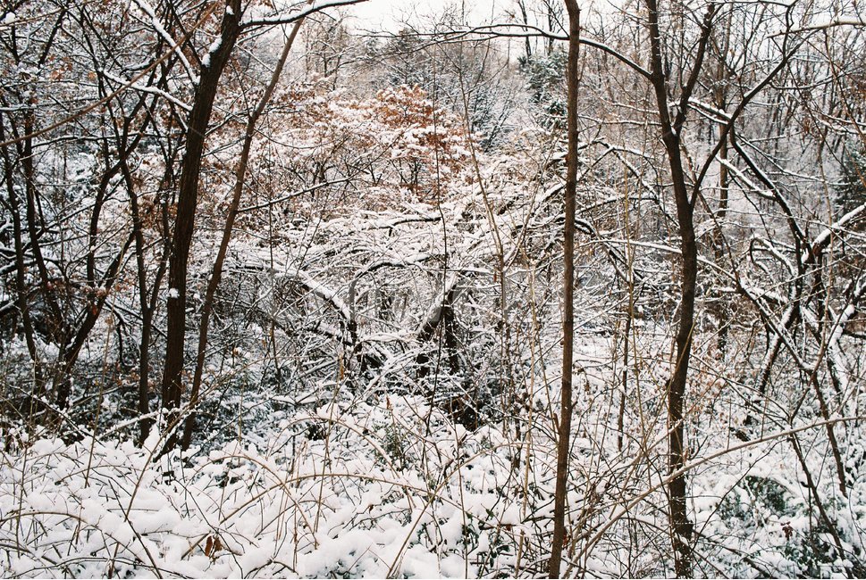 나무,자연,눈,겨울,tree,nature,snow,snowy,winter,산,mountain,forest,삼림지,초목,숲