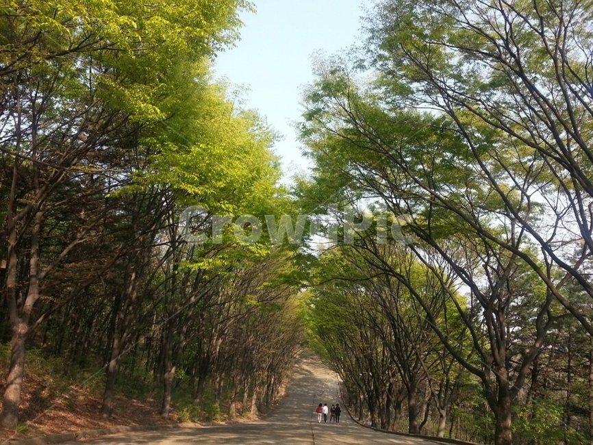 울릉도,동해,해안도로,둘레길,섬