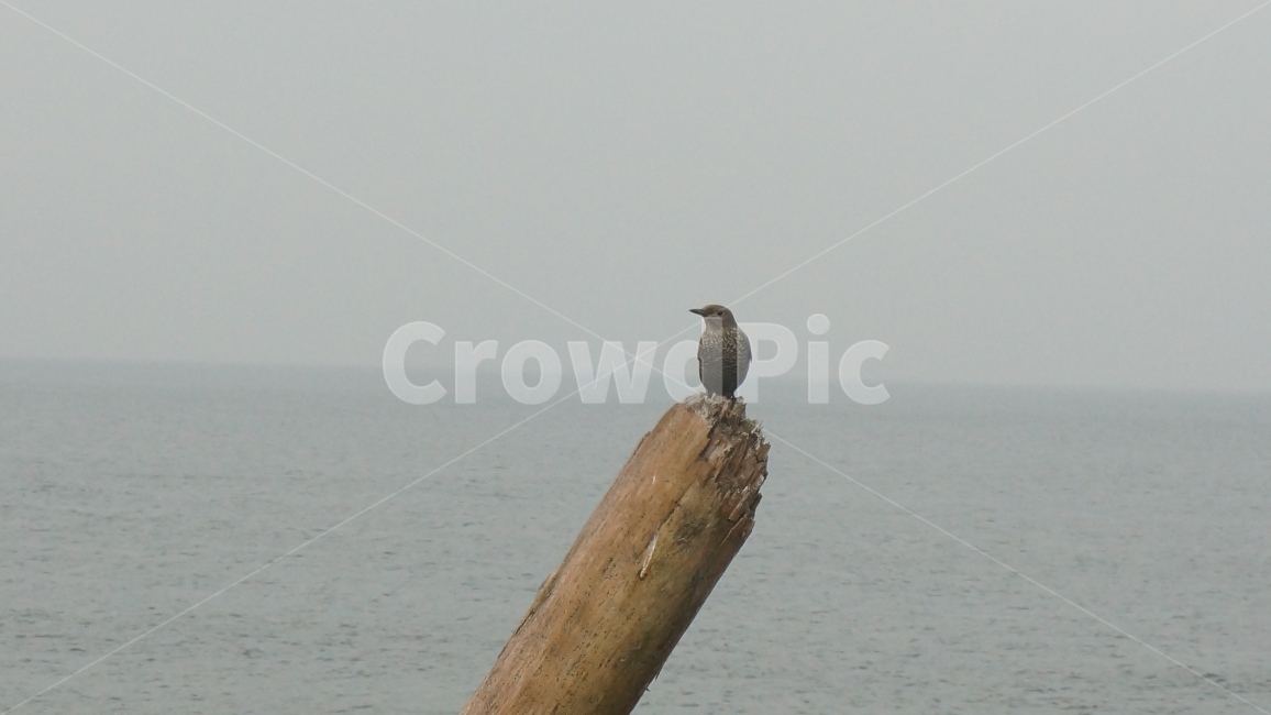 자연,바다,새,숲,수목원,동물,animal,조류,새,birds