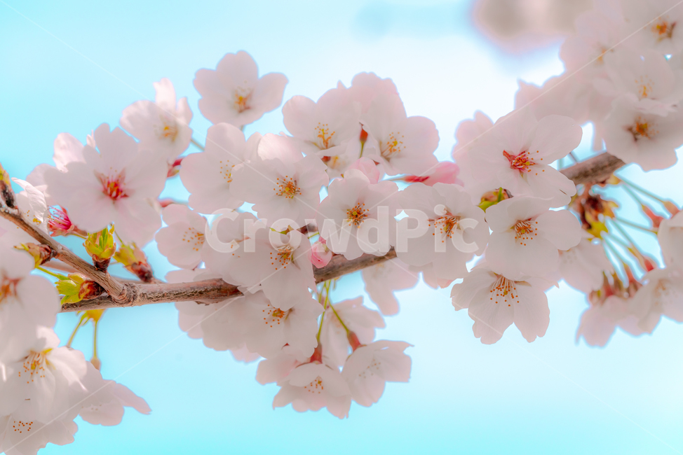 cherryblossom,cherry,background,season,pink,natural,nature,blossom,plant,beautiful,flower,spring,tree,bloom,fullbloom,벚꽃,버찌,벚나무,배경,벚꽃시즌,분홍,핑크,자연,식물,아름다움,꽃,봄,나무,만개,unrealistic,animation,distinctive,mood,비현실적인,애니메이션,독특한,분위기,sky,skybackground,하늘,하늘배경,pastelcolor,fairytale,파스텔톤,동화,closeupflower,closeup,soft,봄,계절,spring,season