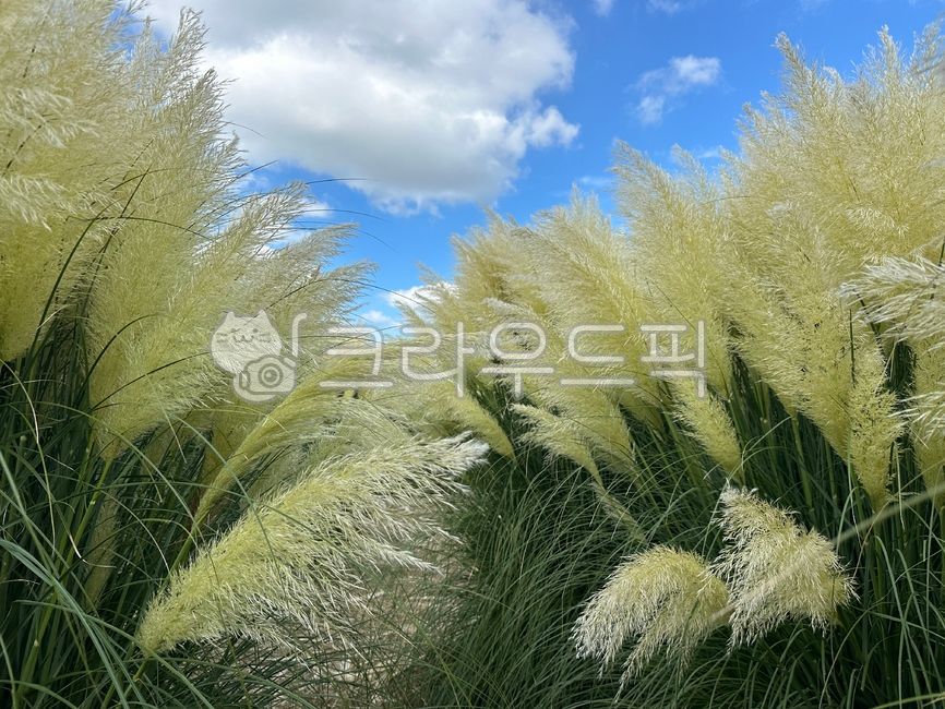 팜파스그래스,pampasgrass,식물,자연,여러해살이풀,plant