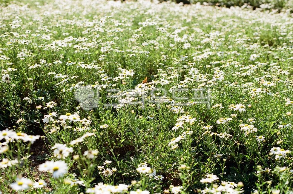 경북,경주시,경주,꽃,구절초,도봉서당,서악동,가을,식물