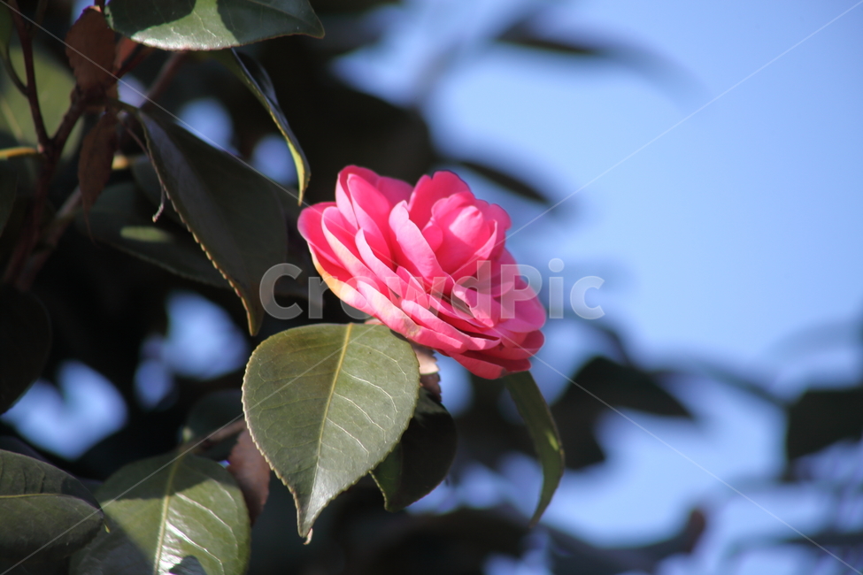 동백,꽃,식물,나무,camellia,봄꽃,봄,동백꽃,Camelliajaponica,식물,자연,plants,nature,꽃,flower