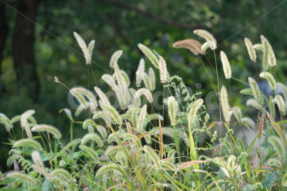 강아지풀,green,afoxtail,가을,자연,korea,식물,자연,plants,nature