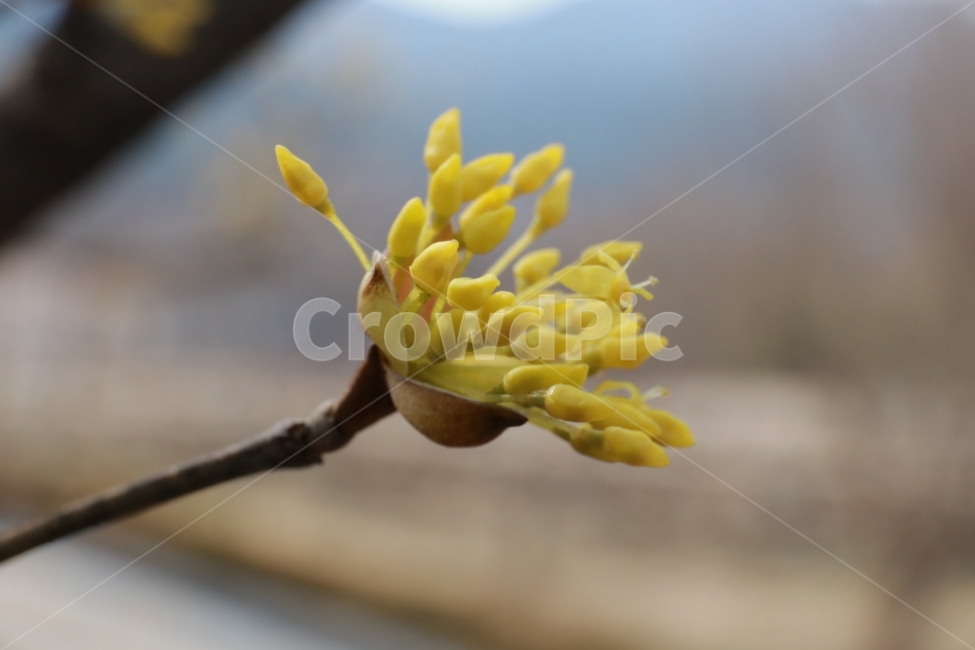 산수유,벌,봄,봄꽃,풍경,접사,식물,자연,plants,nature,꽃,flower