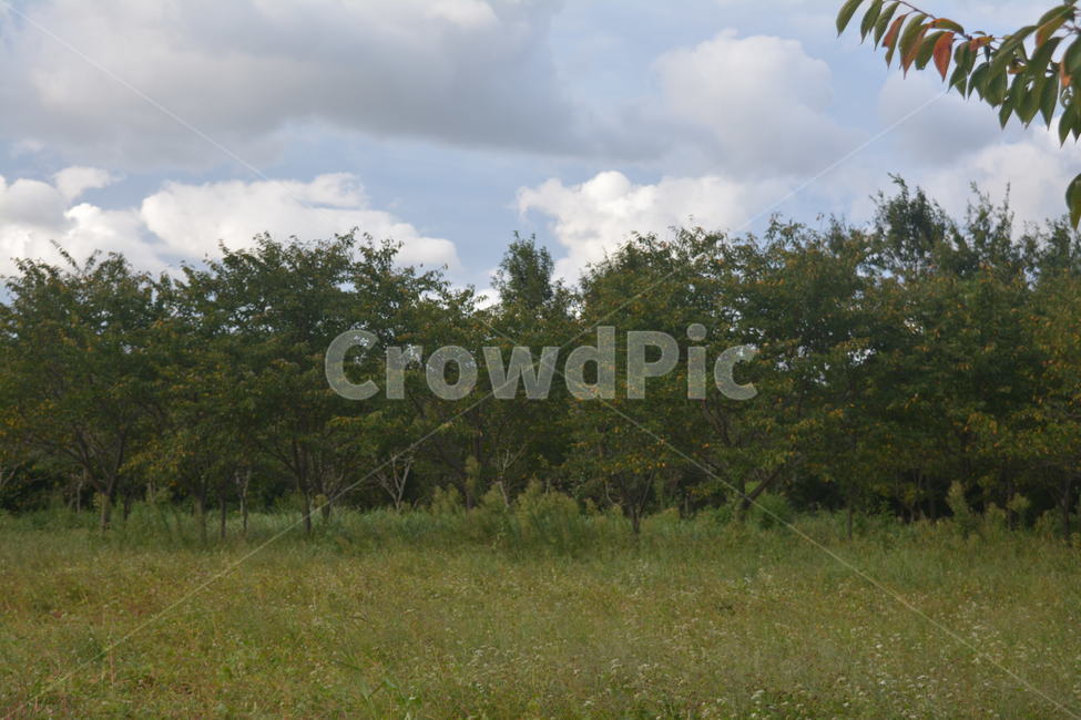 nature,자연,outdoors,옥외,field,들,grassland,목초지,구름,하늘,tree,나무,들판,감성