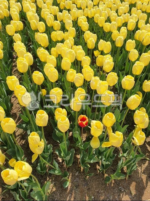 flower,꽃,tulip,튤립,노란색