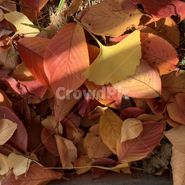 leaf,잎,plant,식물,가을,단풍,은행