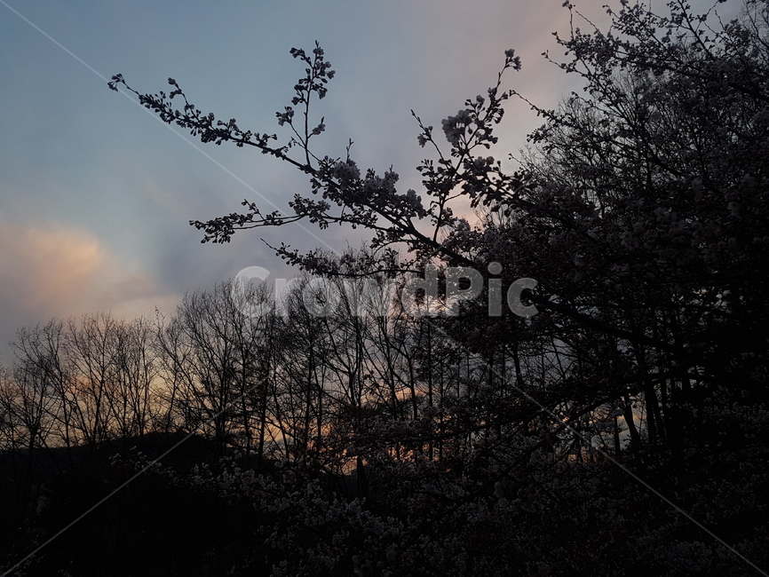 하늘,구름,저녁,검은나무,잎사귀,나뭇가지,tree