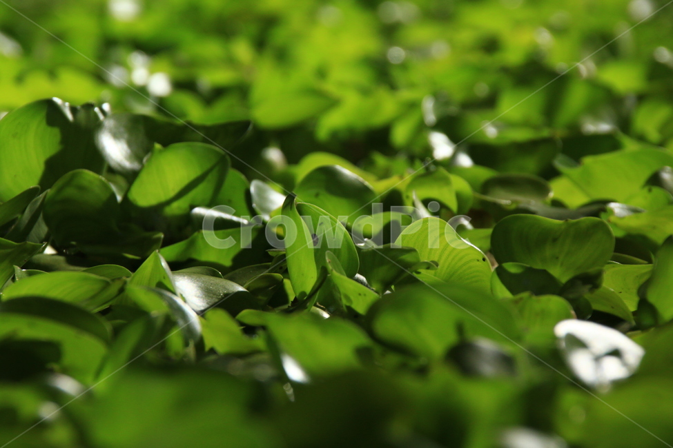 부레옥잠,부유식물,수생식물,식물,연못,여름,녹색식물,정원,그림자,명암,plants,nature,식물,자연,plants,nature