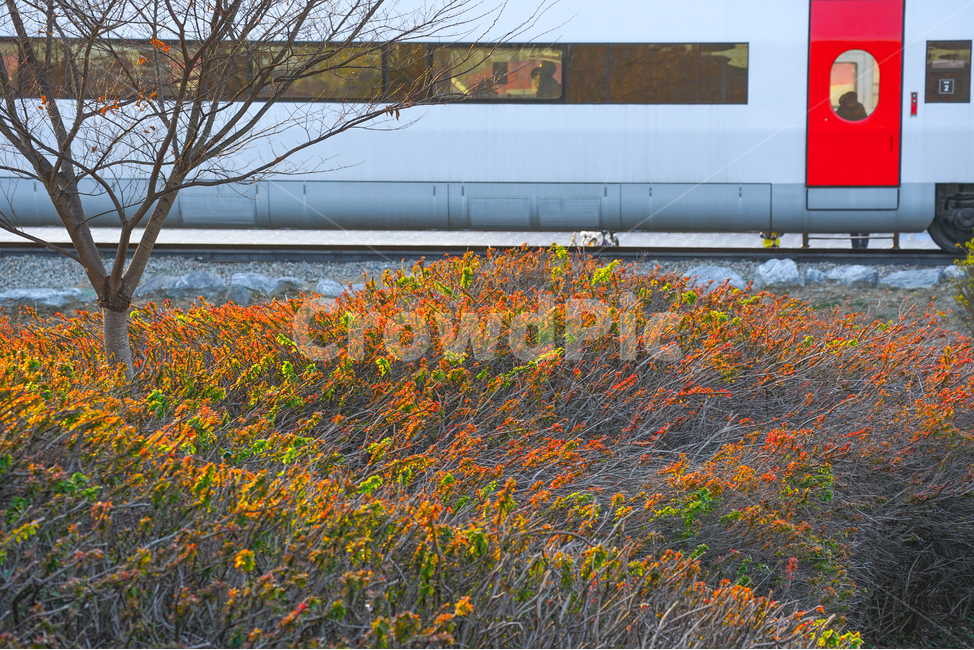 기차,단풍,풍경,계절,여행,감성,열차,가을,계절,fall,autumn,season,식물,자연,plants,nature,교통,교통수단,traffic,transportation
