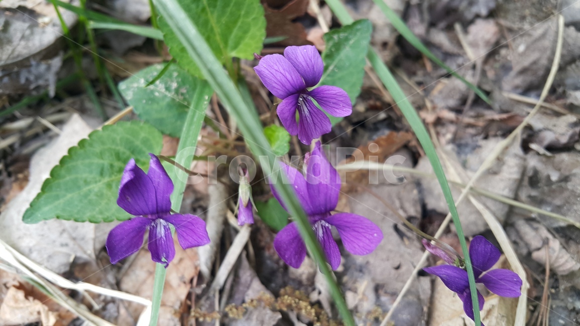 꽃,보라,행복,들꽃,산,꽃종류,꽃사진,꽃도감,꽃추천,꽃찾기,들꽃이름,들꽃따러왔다가,들꽃사진,들꽃1,식물,자연,plants,nature,꽃,flower