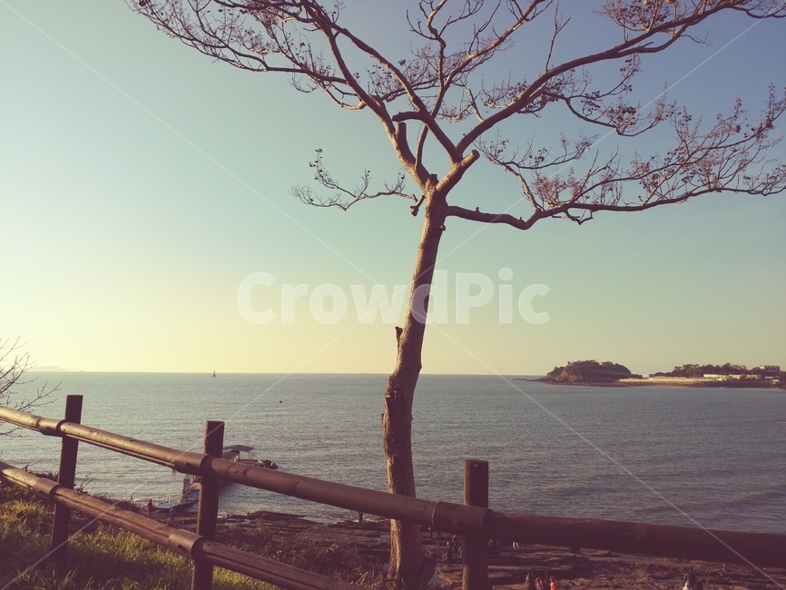 변산,바다,수평선,고요,가을,자연,풍경,nature,landscape,tree,나무,plant,식물