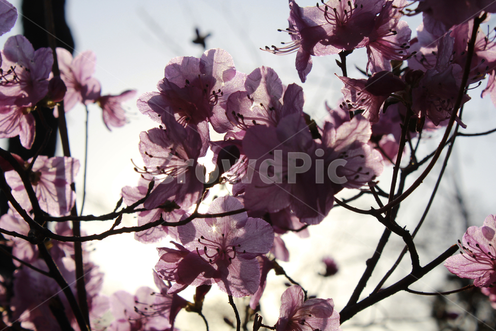 꽃,자연,풍경,flower,감성,역광,식물,자연,plants,nature,꽃,flower,나무,trees,wood