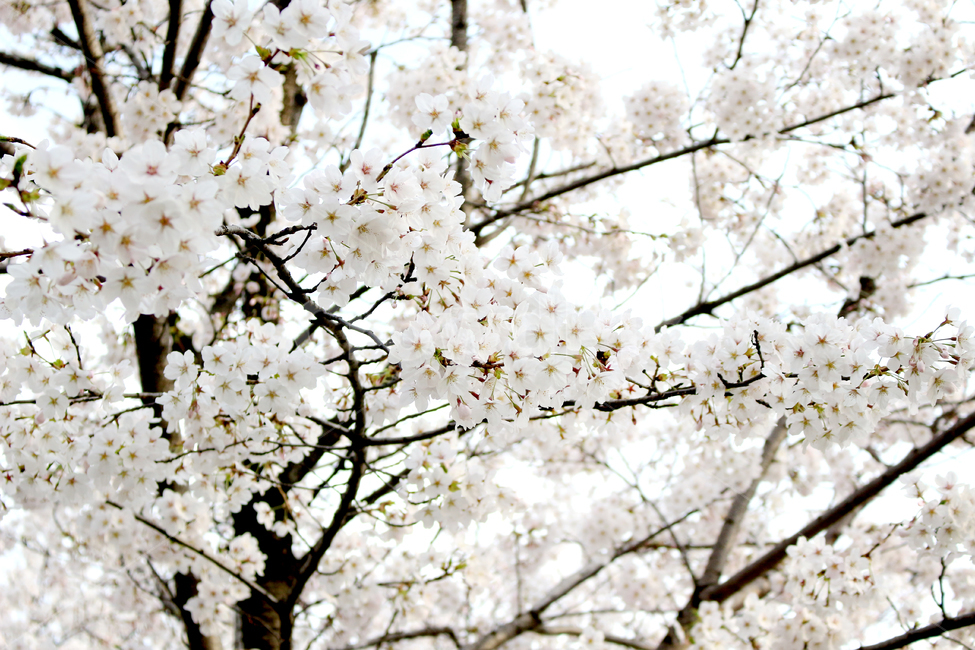 벚꽃,봄,벚꽃놀이,흰색꽃,벚꽃나무,꽃나무,cherryblossom,벚꽃잎,꽃잎,식물,spring,plants,flower,tree,봄,계절,spring,season,식물,자연,plants,nature,꽃,flower,plant,blossom