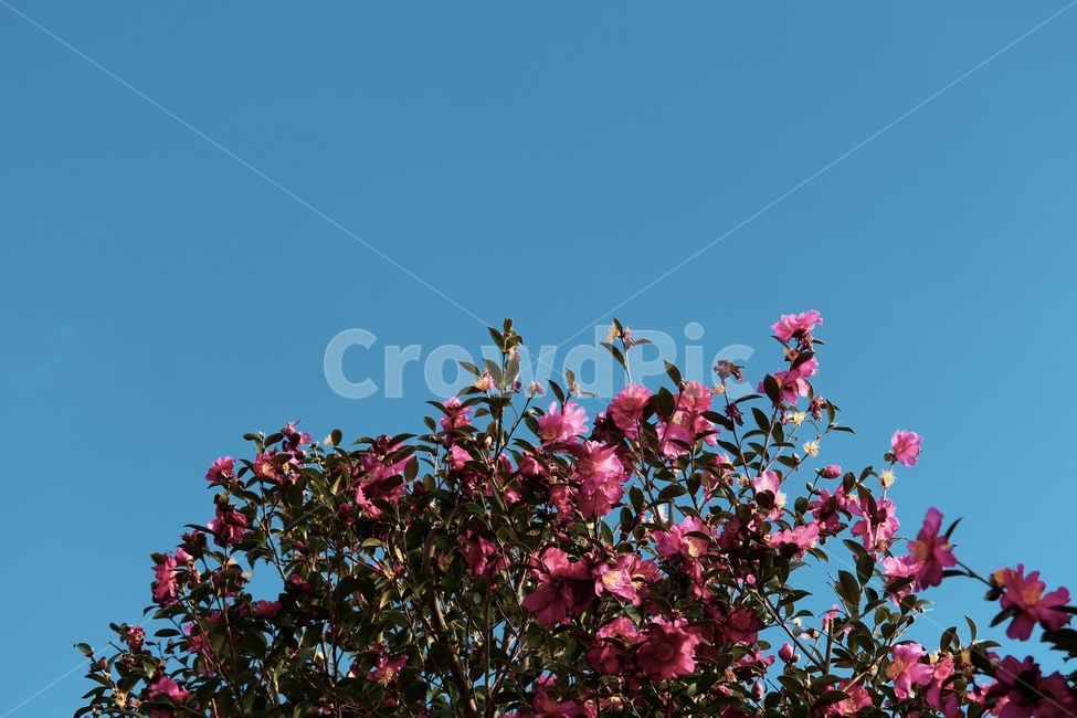 camellia,동백,동백꽃,꽃,flower,sky,하늘,구름,cloud,plant,식물,잎,leaf