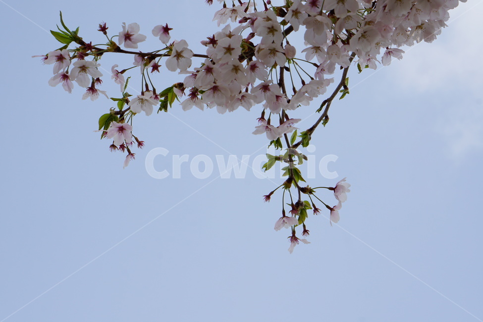 벚꽃,꽃,하늘,여백,봄,공간,설레임,봄,계절,spring,season,식물,자연,plants,nature,꽃,flower,plant,blossom