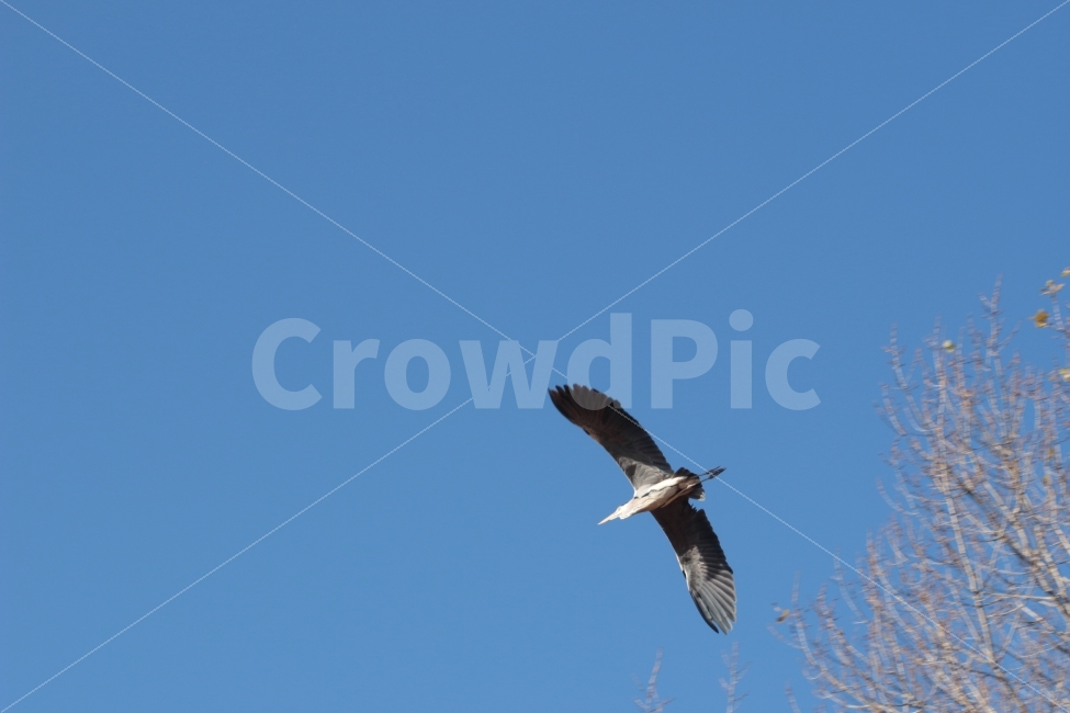 왜가리,새,동물,조류,비행,하늘,heron,sky,날다,fly,한마리,동물,animal,조류,새,birds