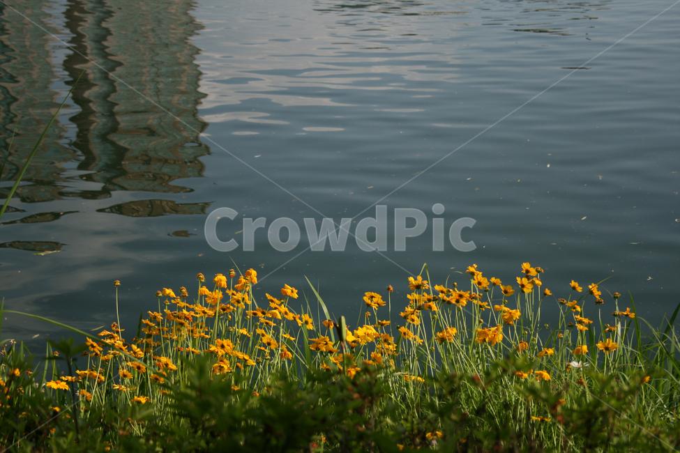 금계국,식물,flower,plants,nature,꽃,물결,호수,식물,자연,plants,nature,꽃,flower